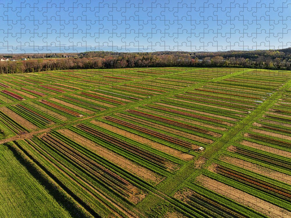 Tulip Jigsaw Puzzle featuring the photograph Aerial Tulip Farm #5 by Susan Candelario
