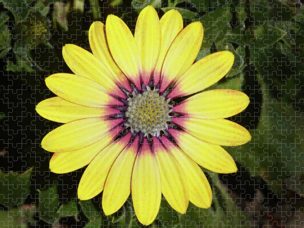African Daisy Jigsaw Puzzle featuring the photograph African Daisy. #1 by Terence Davis