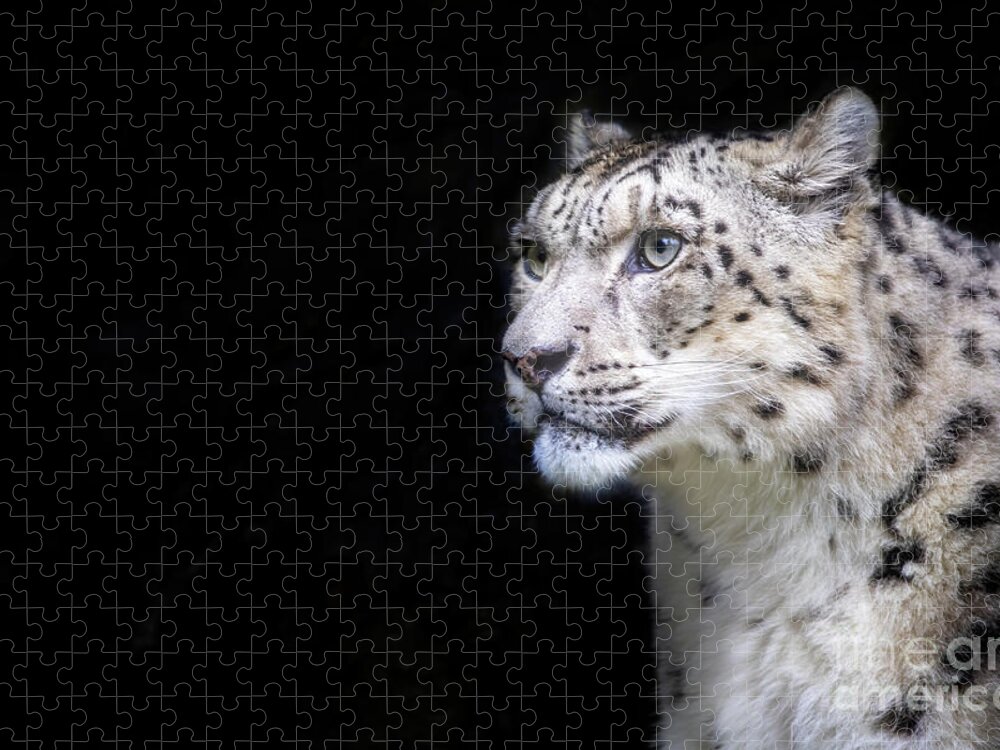 Nature Jigsaw Puzzle featuring the photograph Alert adult snow leopard on black background with space for text. #1 by Jane Rix