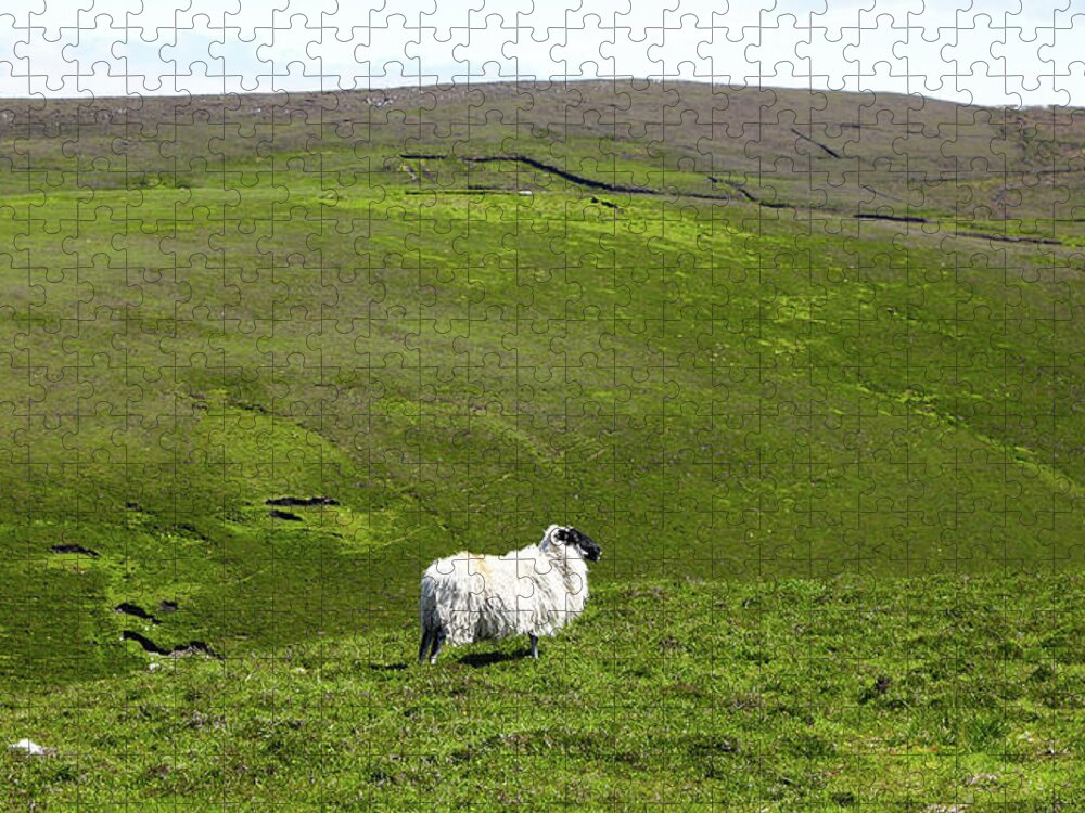 Sheep Jigsaw Puzzle featuring the photograph All Alone #1 by Lexa Harpell
