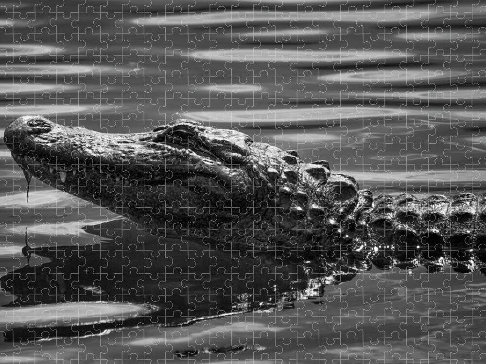 Alligator Jigsaw Puzzle featuring the photograph Alligator in Black and White by Carolyn Hutchins