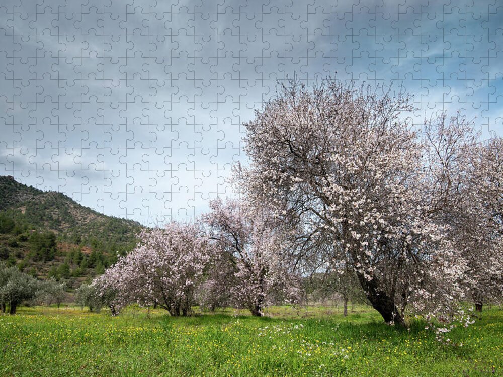 Spring Jigsaw Puzzle featuring the photograph Almond trees bloom in spring against blue sky. #2 by Michalakis Ppalis