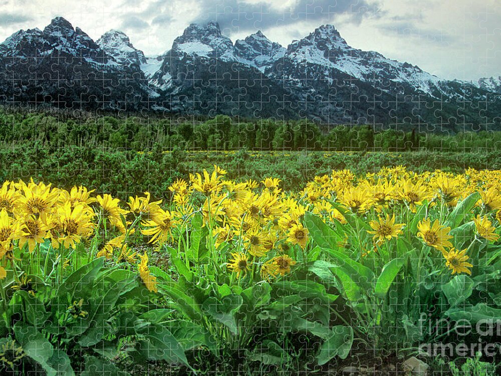 Dave Welling Jigsaw Puzzle featuring the photograph Arrowleaf Balsamroot Grand Tetons National Park Wyoming #1 by Dave Welling