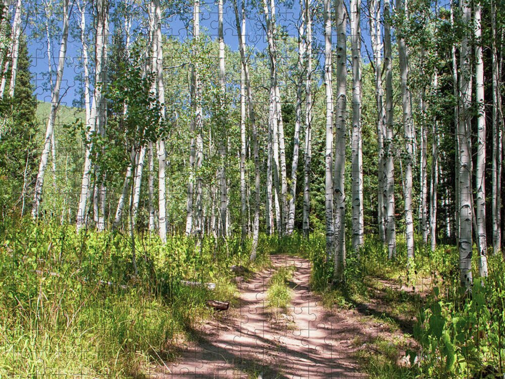 Tranquil Jigsaw Puzzle featuring the photograph Aspen Trail #1 by K Bradley Washburn