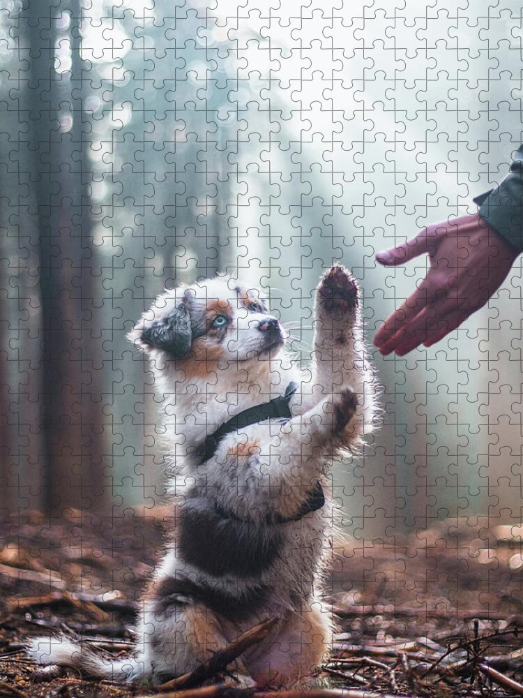 Breed Jigsaw Puzzle featuring the photograph Australian Shepherd puppy by Vaclav Sonnek