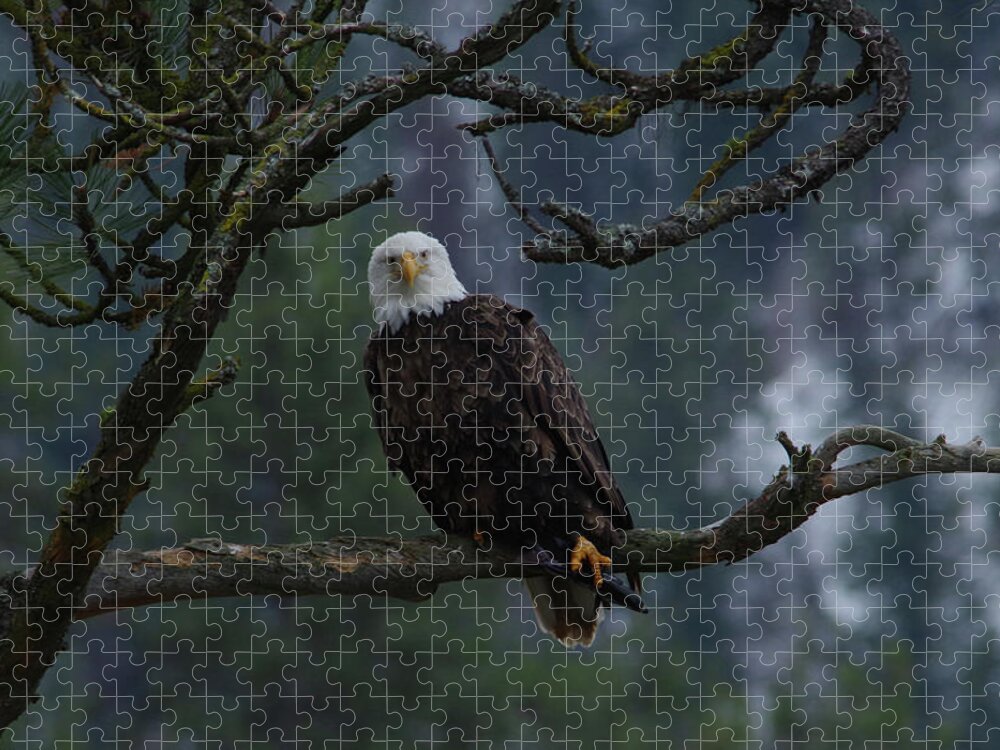 Bald Eagle Jigsaw Puzzle featuring the photograph Bald eagle staring #1 by Jeff Swan
