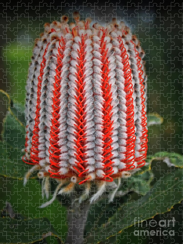 Banksia Jigsaw Puzzle featuring the photograph Banksia Coccinea #2 by Elaine Teague