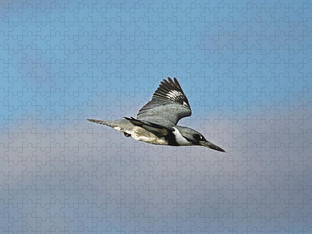 Florida Jigsaw Puzzle featuring the photograph Belted Kingfisher In Flight #1 by Jennifer Robin