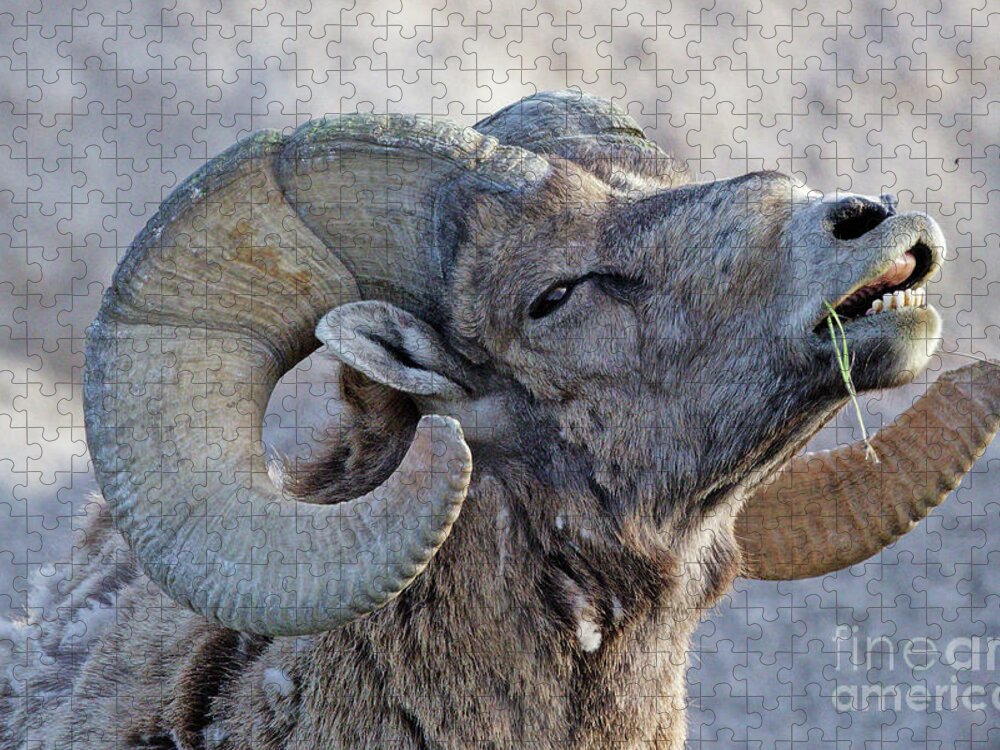 Bighorn Sheep Jigsaw Puzzle featuring the photograph Bighorn Ram #2 by Natural Focal Point Photography