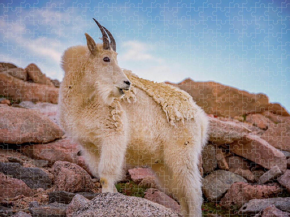 Mount Evans Jigsaw Puzzle featuring the photograph Billy Goats Scruff #1 by Darren White