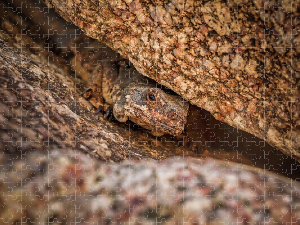 Nature Jigsaw Puzzle featuring the photograph Brown reptile lizard camouflaged against rocks #1 by Rick Deacon