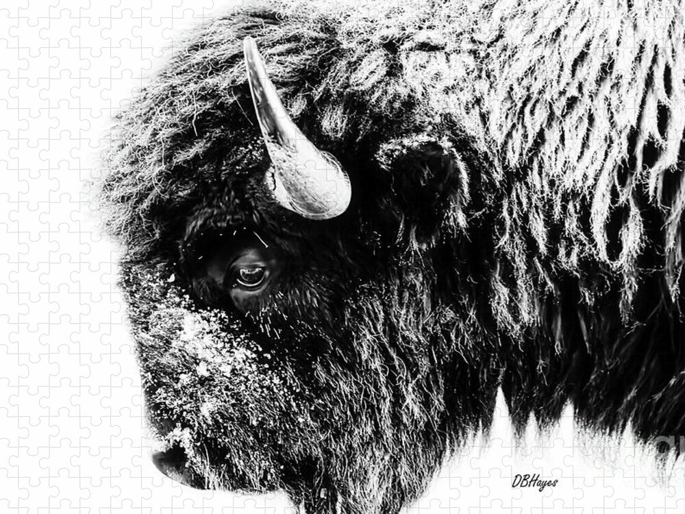 Buffalos Jigsaw Puzzle featuring the photograph Buffalo Black and White Portrait II by DB Hayes