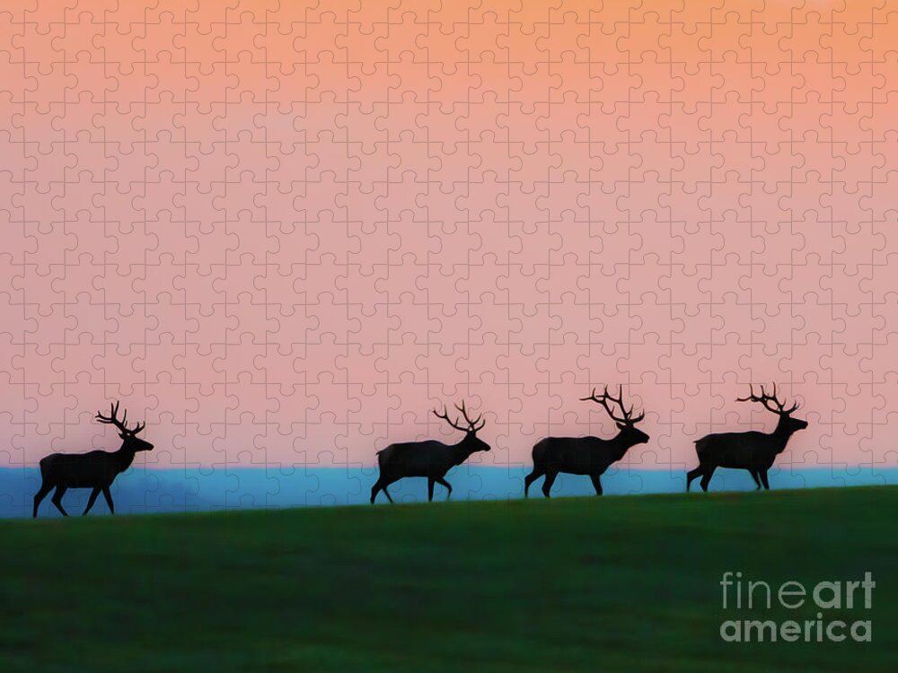 Elk Jigsaw Puzzle featuring the photograph Bull Elk At Dawn #1 by Gary Beeler