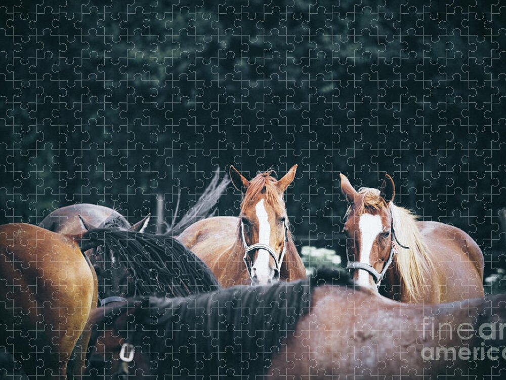 Horse Jigsaw Puzzle featuring the photograph Calm horses at sunset by Dimitar Hristov