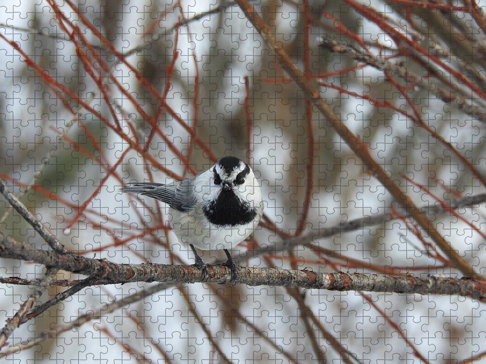 Western Canada Birds Jigsaw Puzzle featuring the photograph Chickadee #1 by Nicola Finch