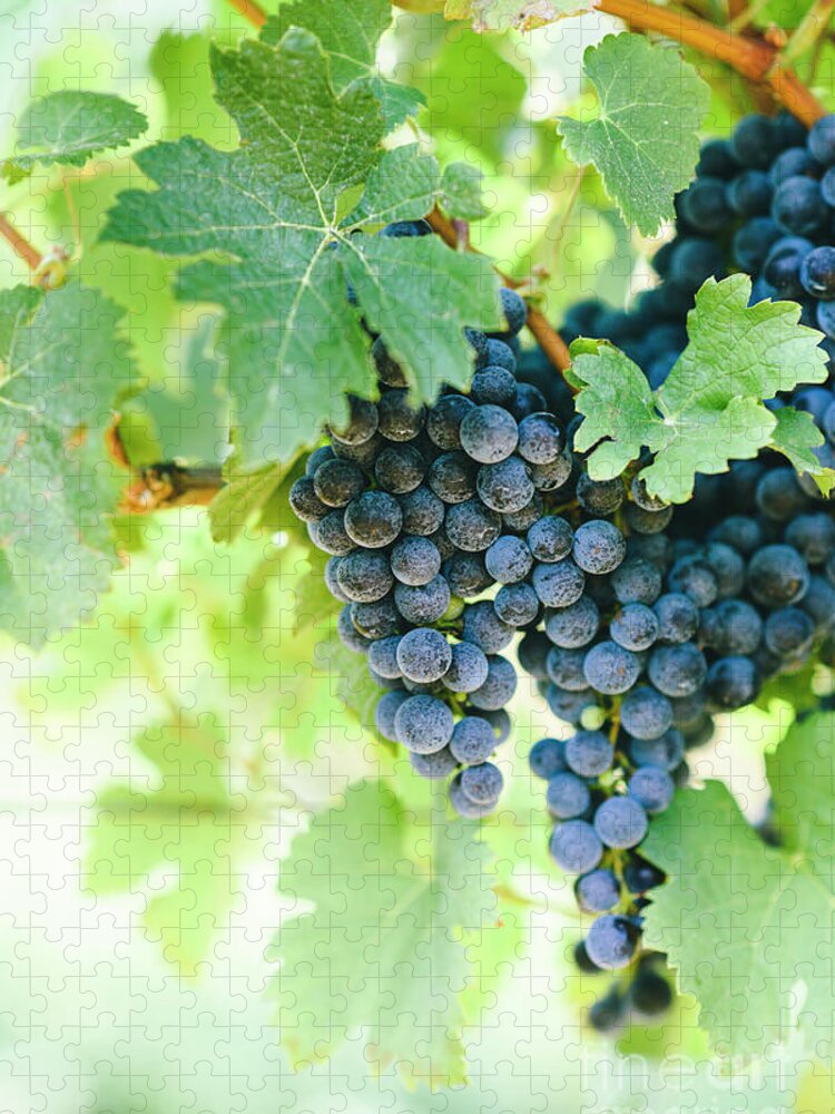 Grape Jigsaw Puzzle featuring the photograph Closeup of fresh purple grape on branch in vineyard. by Jelena Jovanovic