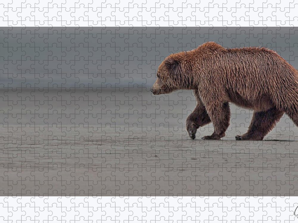 Wild Jigsaw Puzzle featuring the photograph Coastal Brown Bear on the flats #1 by Gary Langley