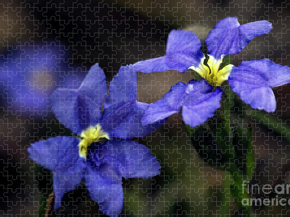 Dampiera Jigsaw Puzzle featuring the photograph Dampiera #1 by Elaine Teague