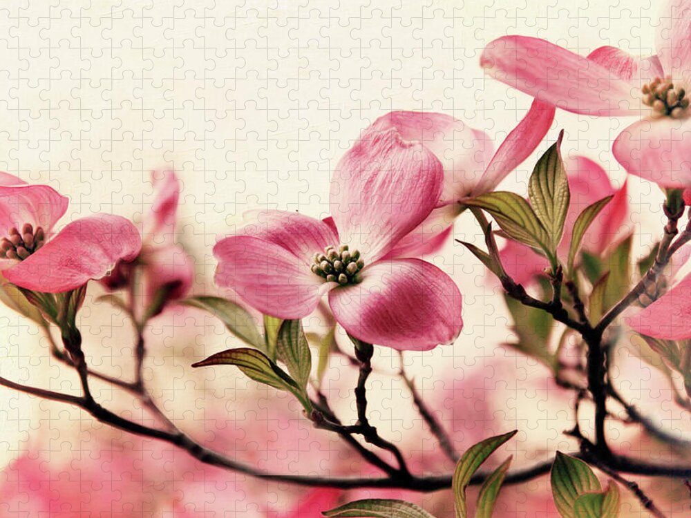Dogwood Jigsaw Puzzle featuring the photograph Delicate Dogwood #1 by Jessica Jenney