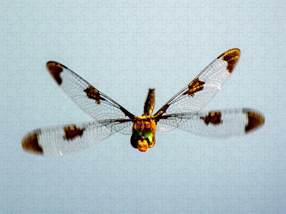 Bug Jigsaw Puzzle featuring the photograph Dragonfly in Flight - Eaton Rapids, Michigan USA - #2 by Edward Shotwell