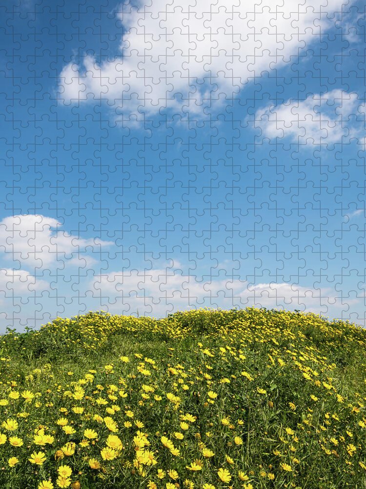 Flowers Jigsaw Puzzle featuring the photograph Field with yellow marguerite daisy blooming flowers against and blue cloudy sky. Spring landscape nature background by Michalakis Ppalis