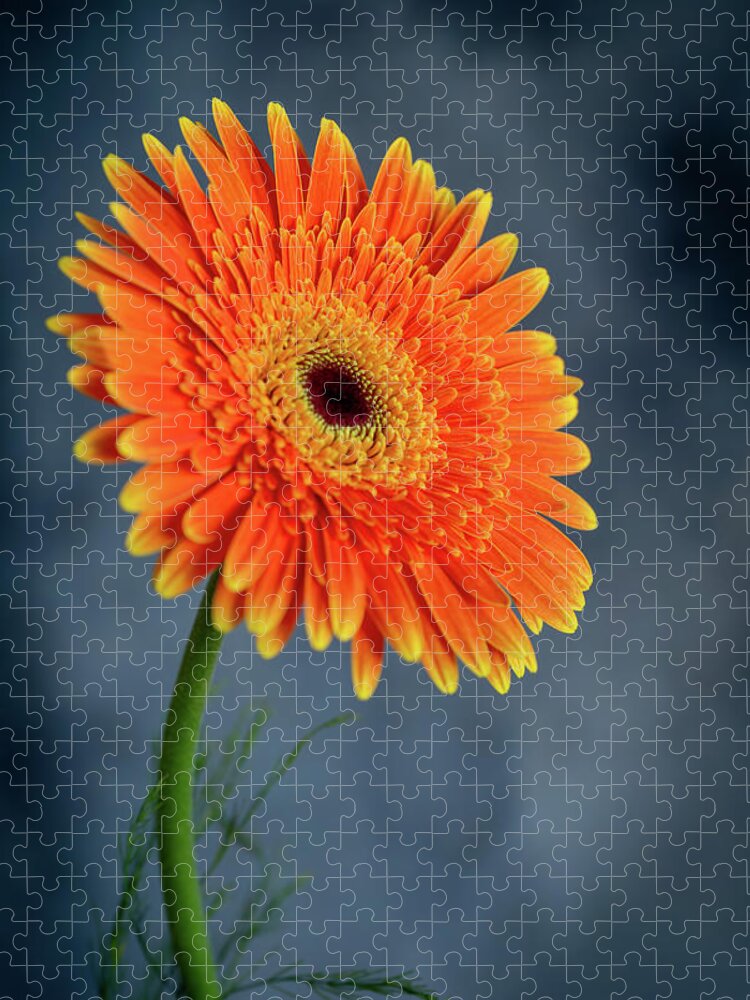 Daisies Jigsaw Puzzle featuring the photograph Fresh beautiful orange daisy flower blossom. Blooming flower #1 by Michalakis Ppalis