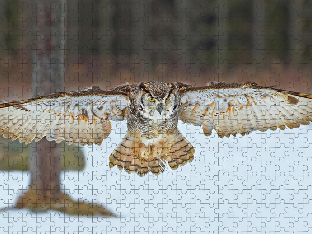 Great Horned Owl Jigsaw Puzzle featuring the photograph Great Horned Owl #1 by CR Courson