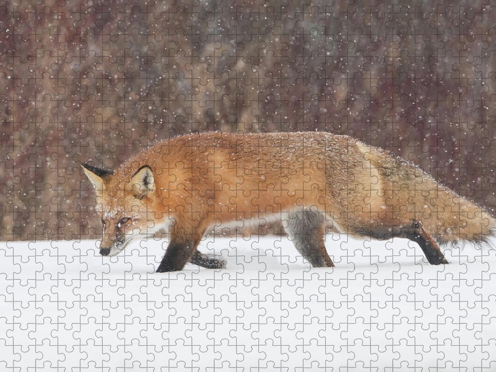 Fox Jigsaw Puzzle featuring the photograph Hunting In the Snow #1 by CR Courson