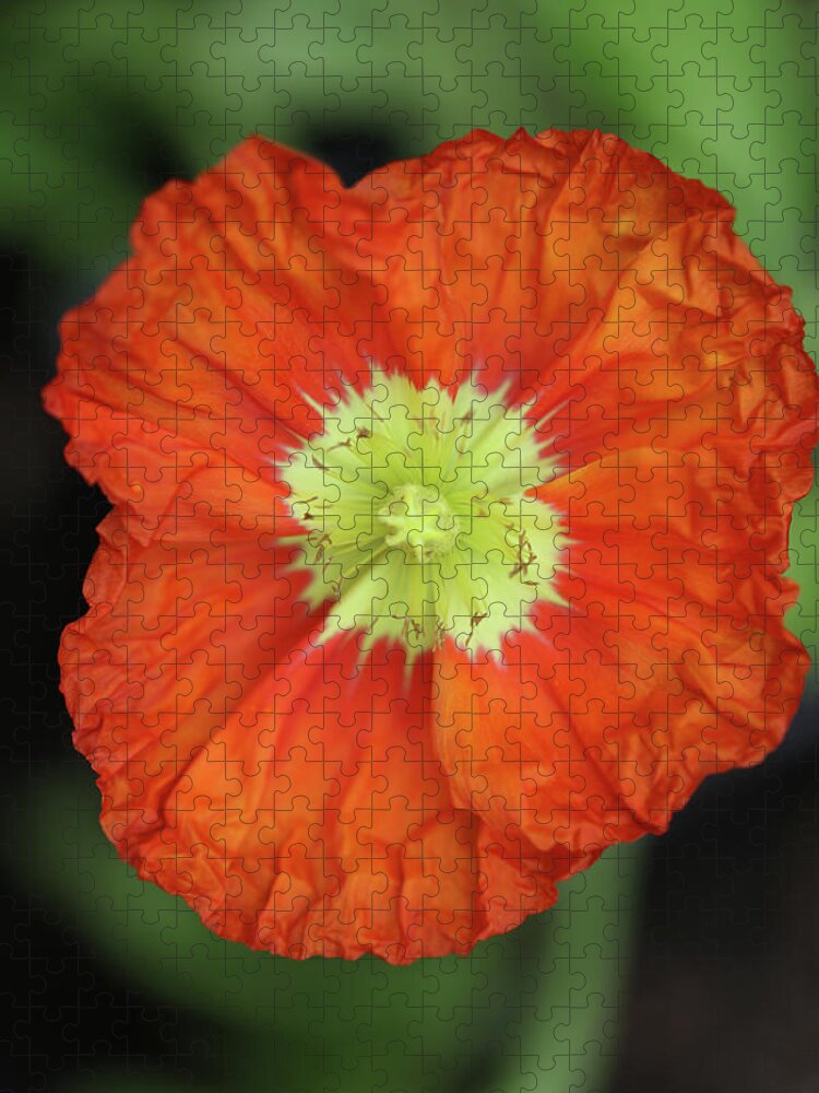 Iceland Poppy Jigsaw Puzzle featuring the photograph Iceland Poppy by Tammy Pool