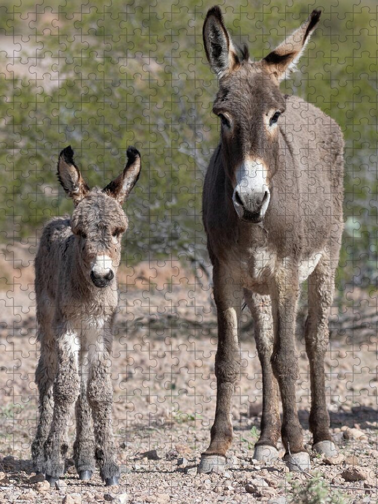 Wild Burros Jigsaw Puzzle featuring the photograph Like Mom #1 by Mary Hone