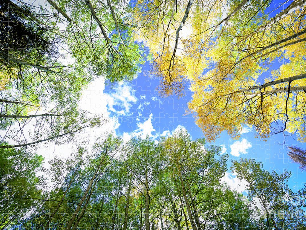 Nature Jigsaw Puzzle featuring the photograph Looking Up #1 by Steven Reed
