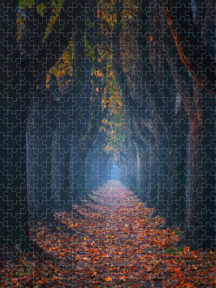 Lucca Jigsaw Puzzle featuring the photograph Lucca, autumn foliage in tree lined walkway. Tuscany, Italy. #1 by Stefano Orazzini