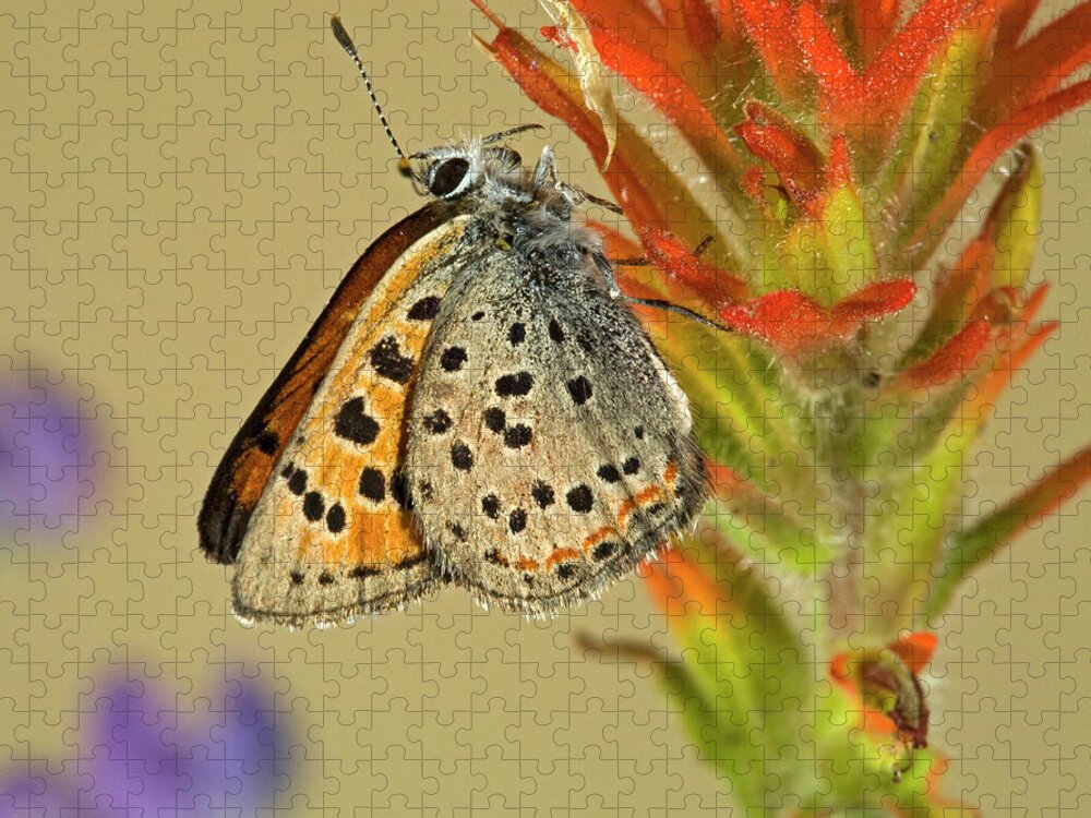 Portrait Jigsaw Puzzle featuring the photograph Lustrous copper butterfly #1 by Buddy Mays