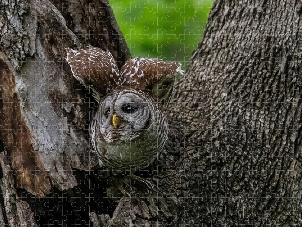 Mama Barred Owl Jigsaw Puzzle featuring the photograph Mama Barred Owl Spreading Her Wings by Puttaswamy Ravishankar