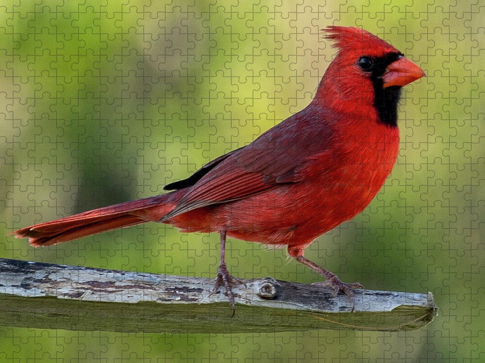 Red Jigsaw Puzzle featuring the photograph Northern Cardinal #1 by Dart Humeston