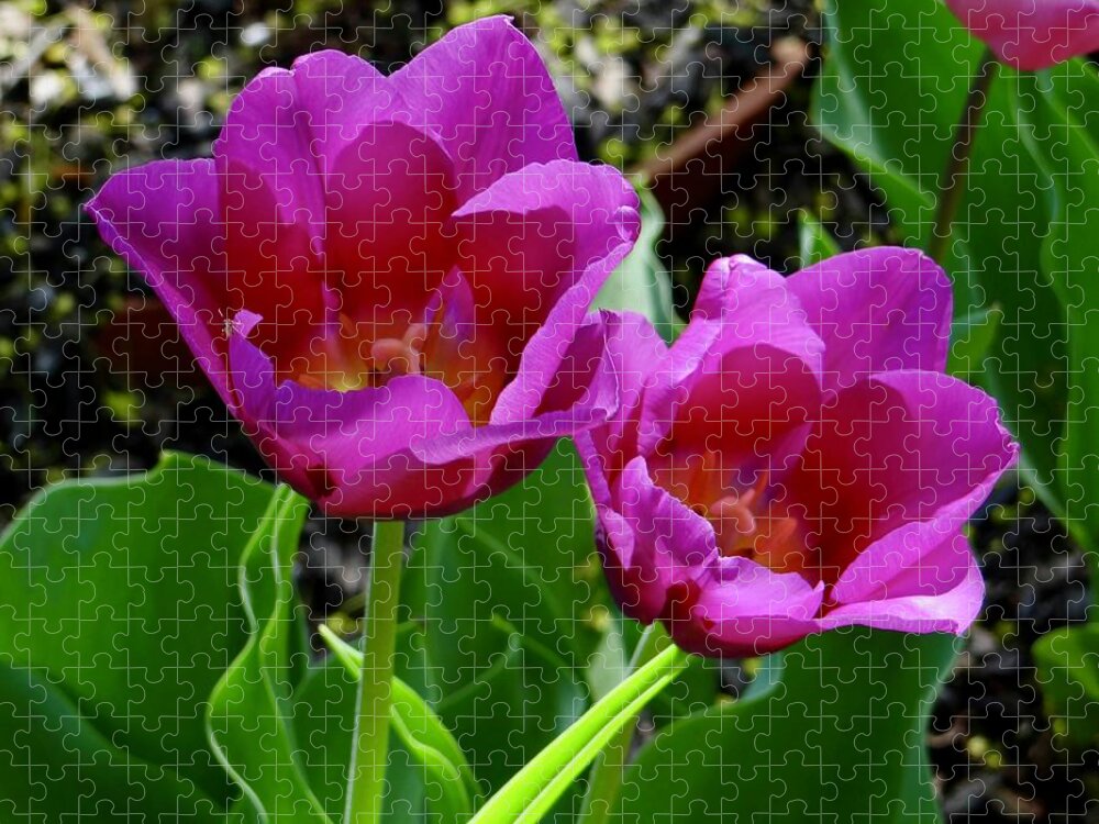 Tulips Jigsaw Puzzle featuring the photograph Open For Business #2 by Ira Shander