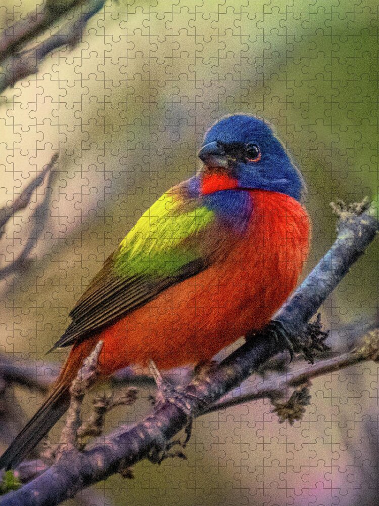 Painted Bunting Jigsaw Puzzle featuring the photograph Painted Bunting #1 by Jaki Miller