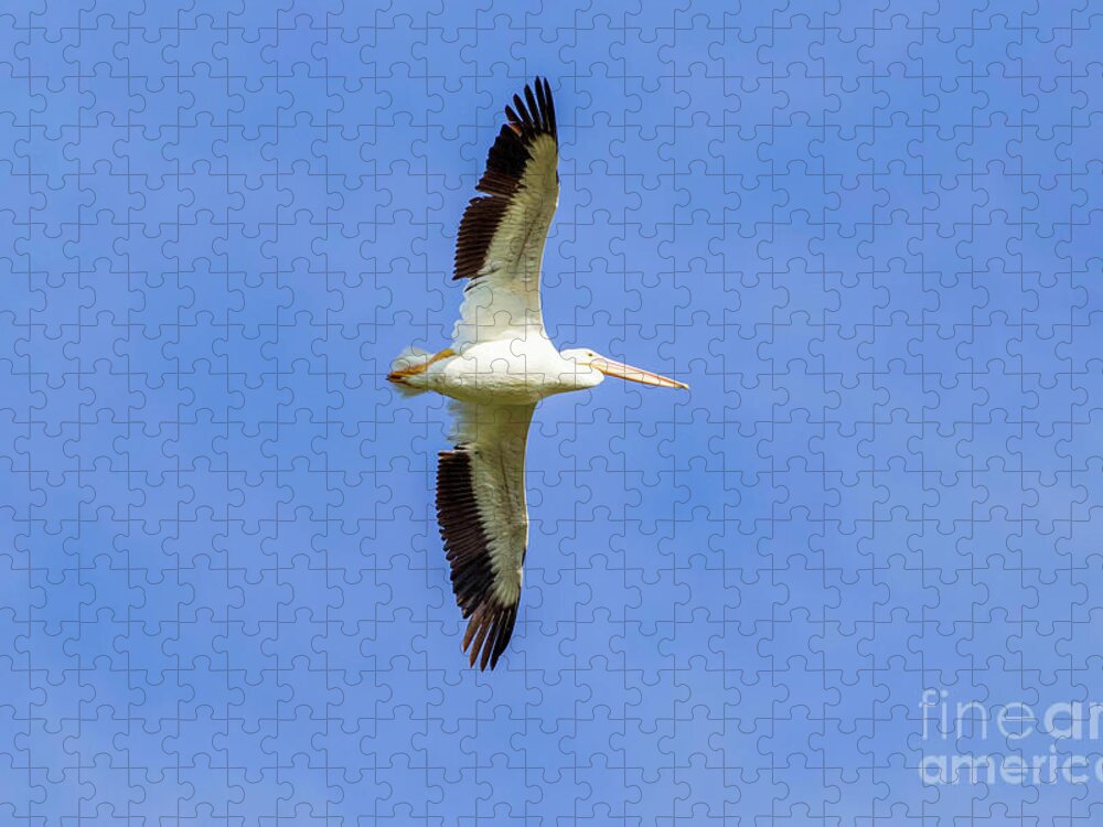 Pelicans Jigsaw Puzzle featuring the photograph Pelican in Flight #1 by Shirley Dutchkowski