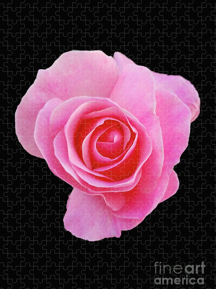 Rose Jigsaw Puzzle featuring the photograph Pinky #1 by Carol Eliassen