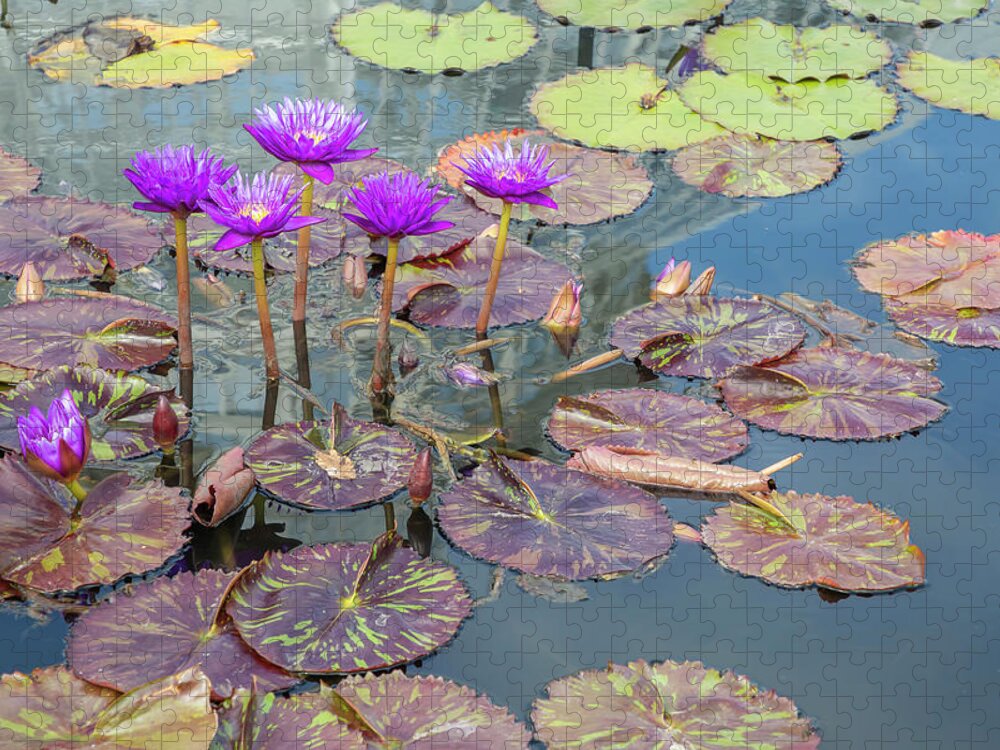 Lily Jigsaw Puzzle featuring the photograph Purple Water Lilies and Pads by Cate Franklyn