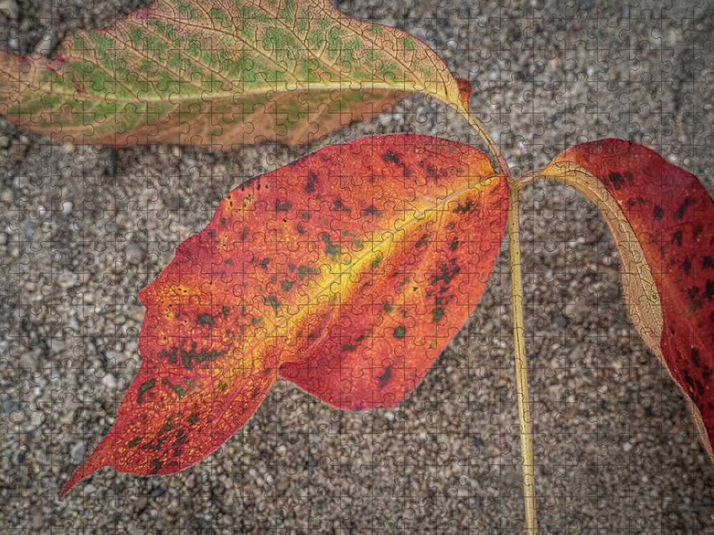 Red Yellow Leaf Sand Jigsaw Puzzle featuring the photograph Red and Yellow Leaf by David Morehead