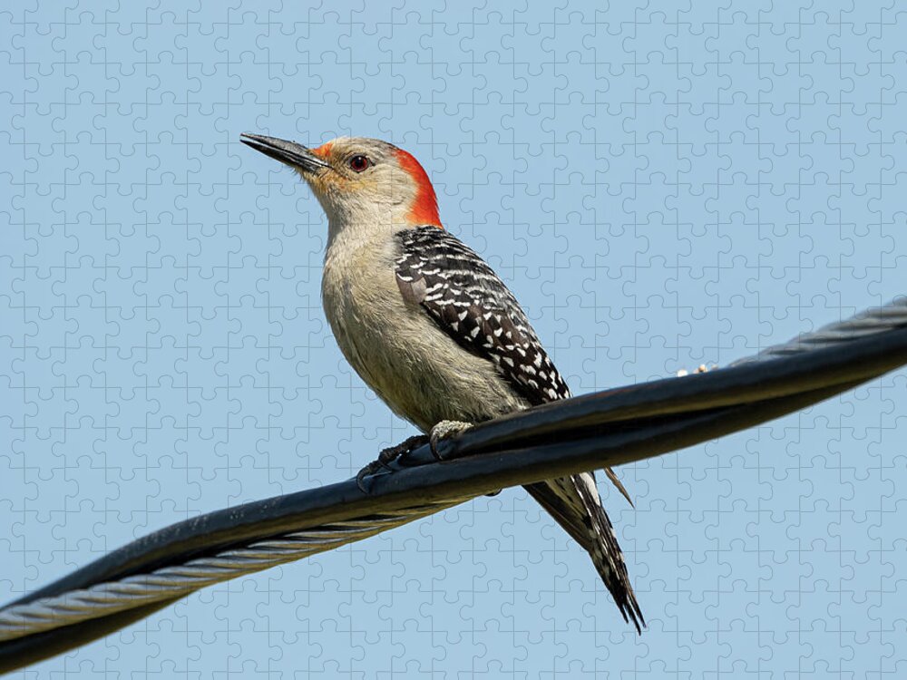 Woodpecker Jigsaw Puzzle featuring the photograph Red-Bellied Woodpecker #1 by Holden The Moment