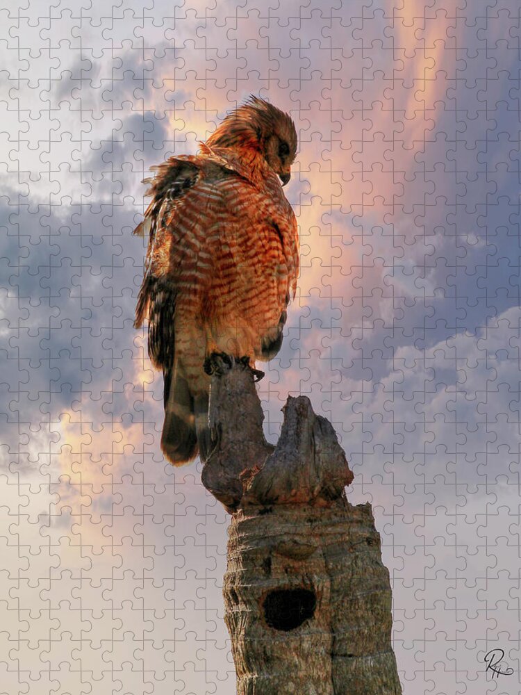 Red Shouldered Hawk Jigsaw Puzzle featuring the photograph Red Shouldered Hawk #1 by Robert Harris