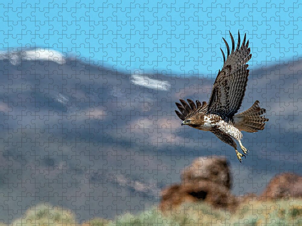 Red Tailed Hawk Jigsaw Puzzle featuring the photograph Red Tailed Hawk 9 #1 by Rick Mosher