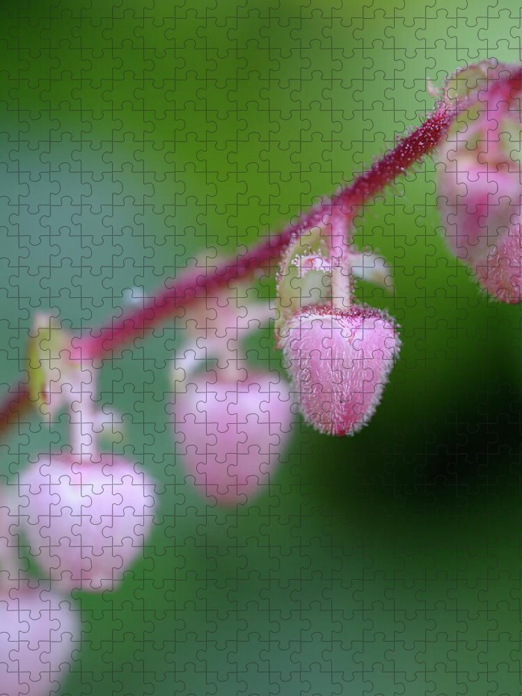 Flower Jigsaw Puzzle featuring the photograph Salal Gaultheria shallon, Cowichan Valley, Vancouver Island, British Columbia #1 by Kevin Oke