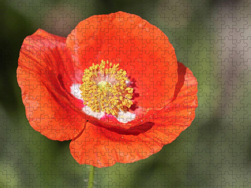 Shirley Poppy Jigsaw Puzzle featuring the photograph Shirley Poppy 2019-5 #1 by Thomas Young