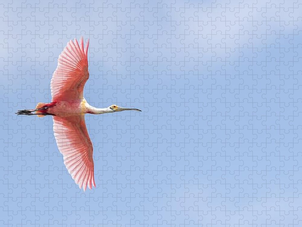 Roseate Spoonbill Jigsaw Puzzle featuring the photograph Sky is the Limit by Puttaswamy Ravishankar
