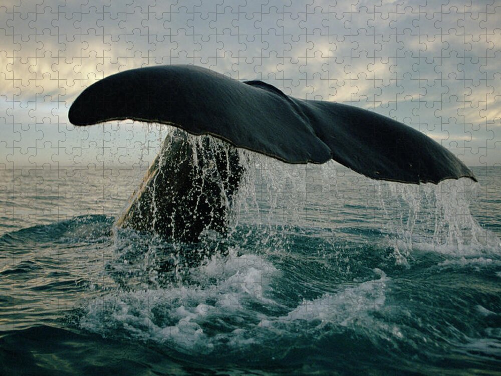 00114219 Jigsaw Puzzle featuring the photograph Sperm Whale Tail #1 by Flip Nicklin