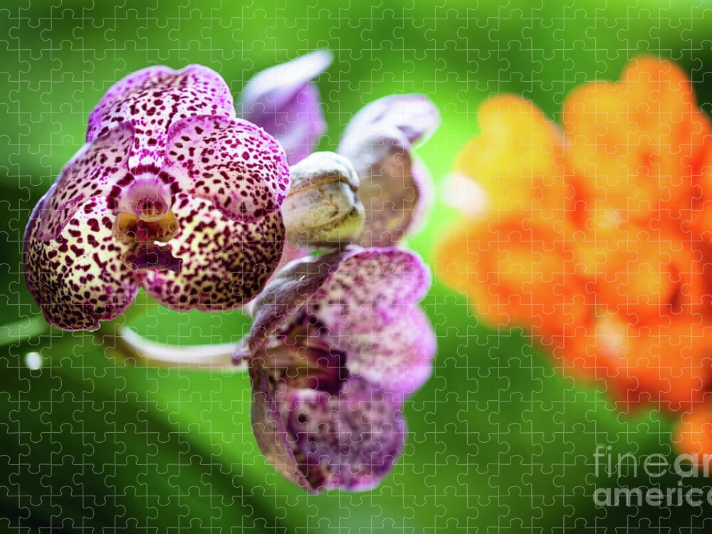 Ascda Kulwadee Fragrance Jigsaw Puzzle featuring the photograph Spotted Orchid Flowers #1 by Raul Rodriguez