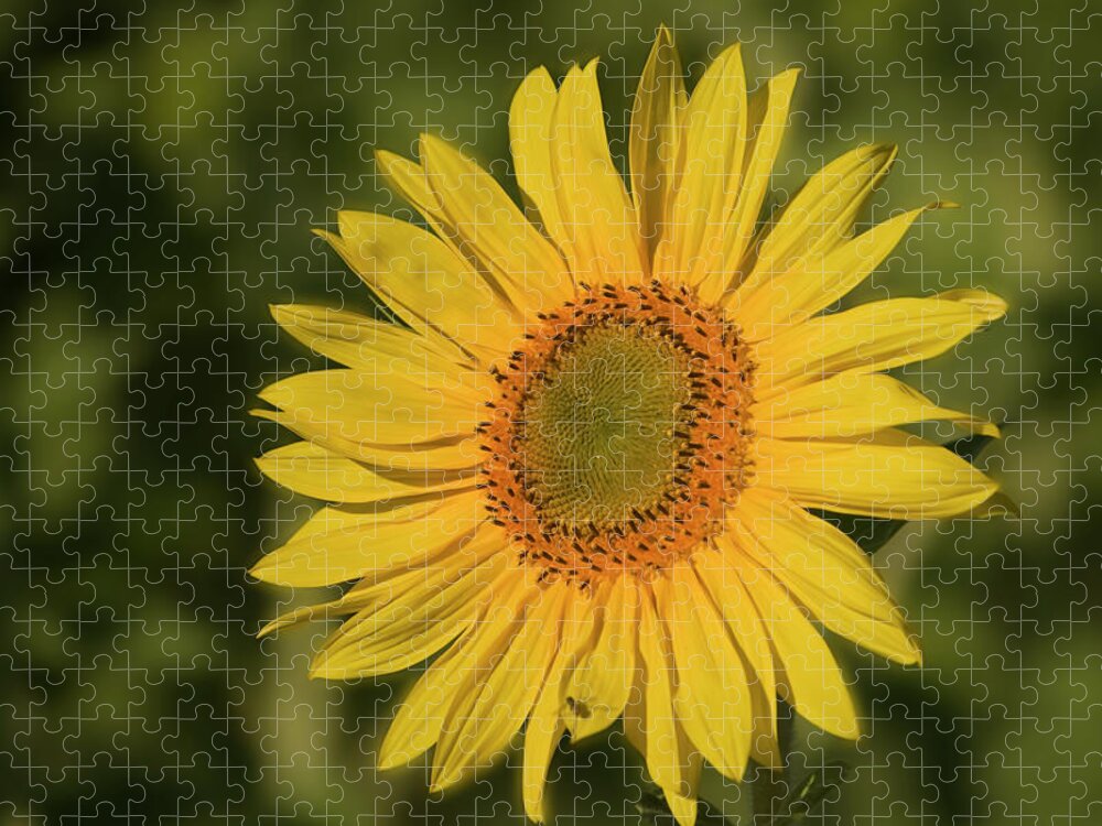 Sunflower Jigsaw Puzzle featuring the photograph Sunflower #1 by Cheryl Day